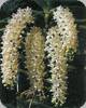 Rhynchostylis gigantea var. harrisonianum
